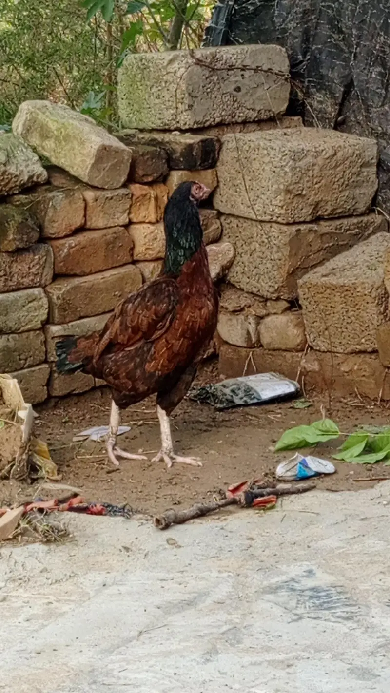aseel murghi aur ek Patta aur ek patti Hero mein se do Patte nikale — photo 6
