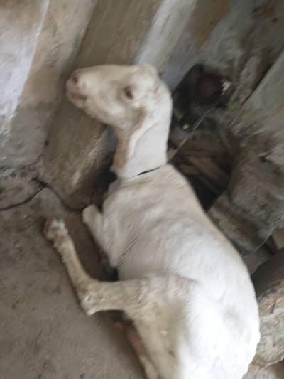 gulabi teddy tayyari pe for sale