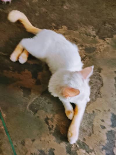 cat for sale