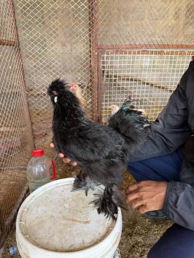 Black silkie males