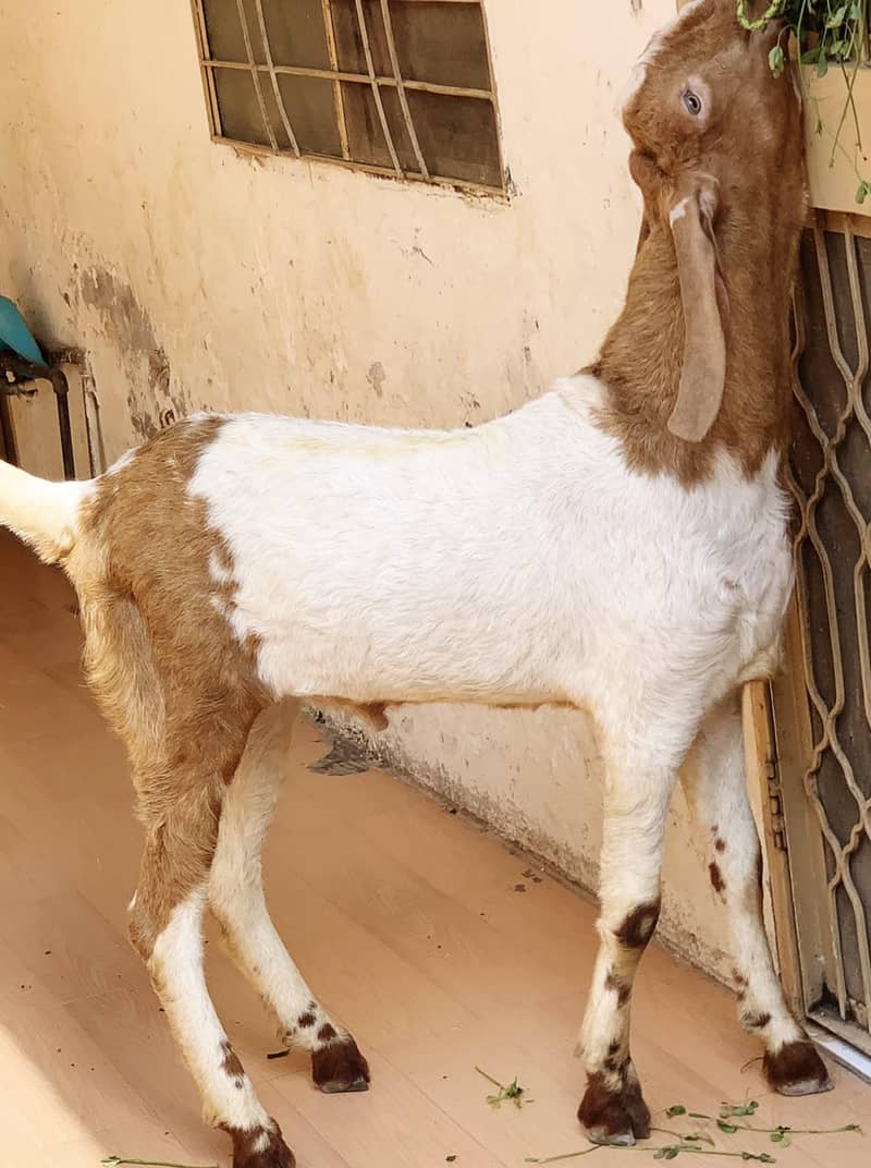 ablak/rajanpuri 0