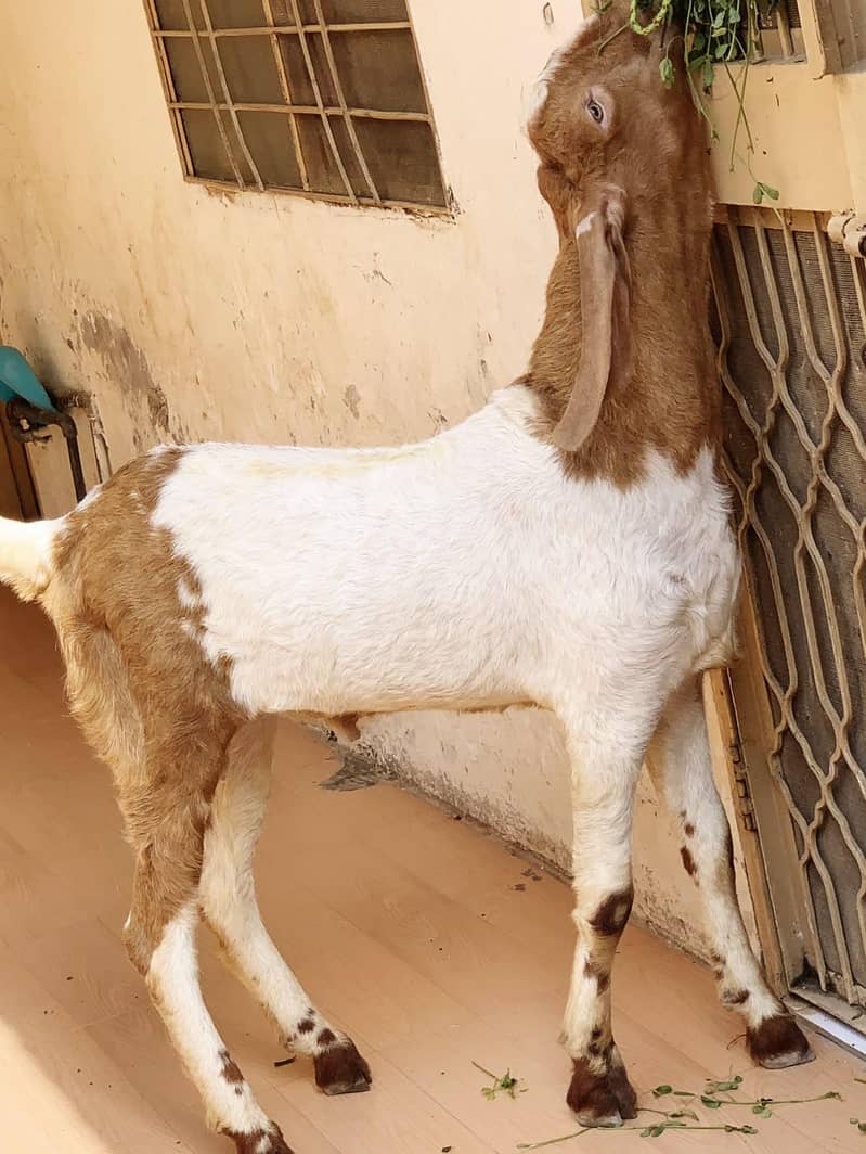 ablak/rajanpuri 1