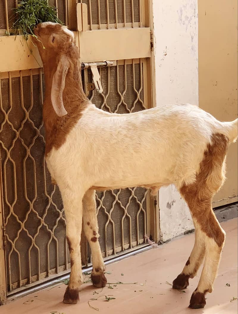 ablak/rajanpuri 2