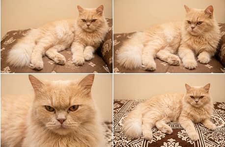 Persian Cat golden