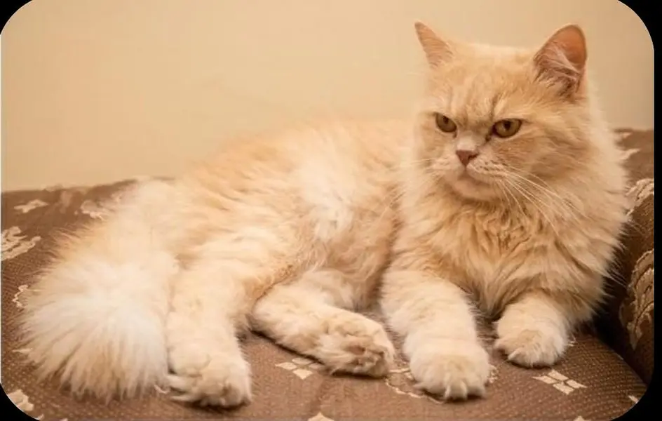 Persian Cat golden — photo 2