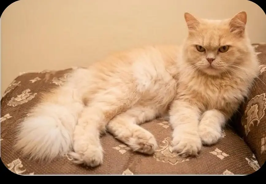 Persian Cat golden — photo 8