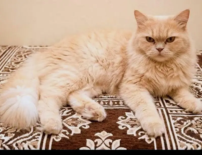 Persian Cat golden — photo 9