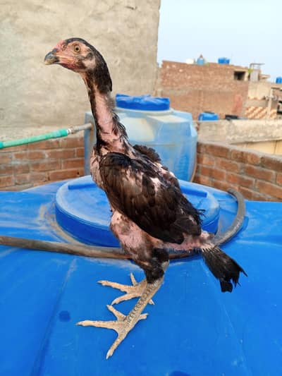 shamo And home breed birds available