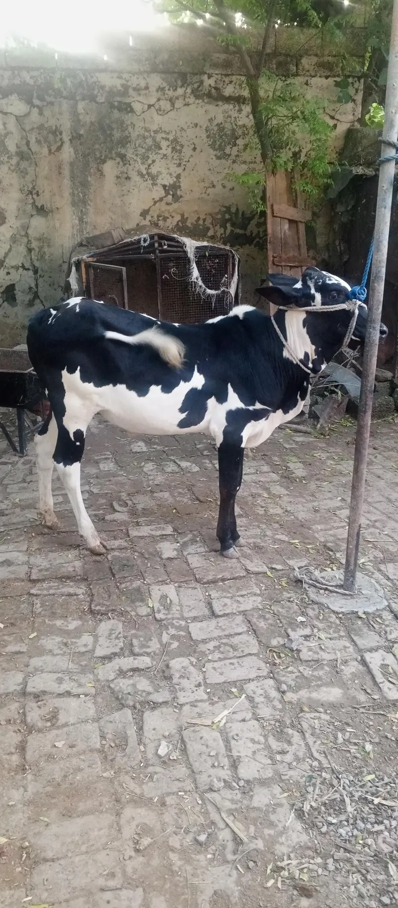 fatha gangi wacha 03435560931 — photo 2