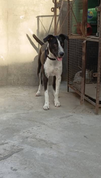 Trained bully dog for livestock and farms
