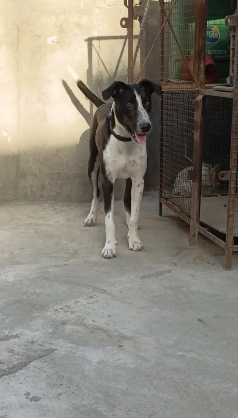 Trained bully dog for livestock and farms — photo 2