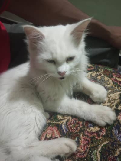 perchian cat