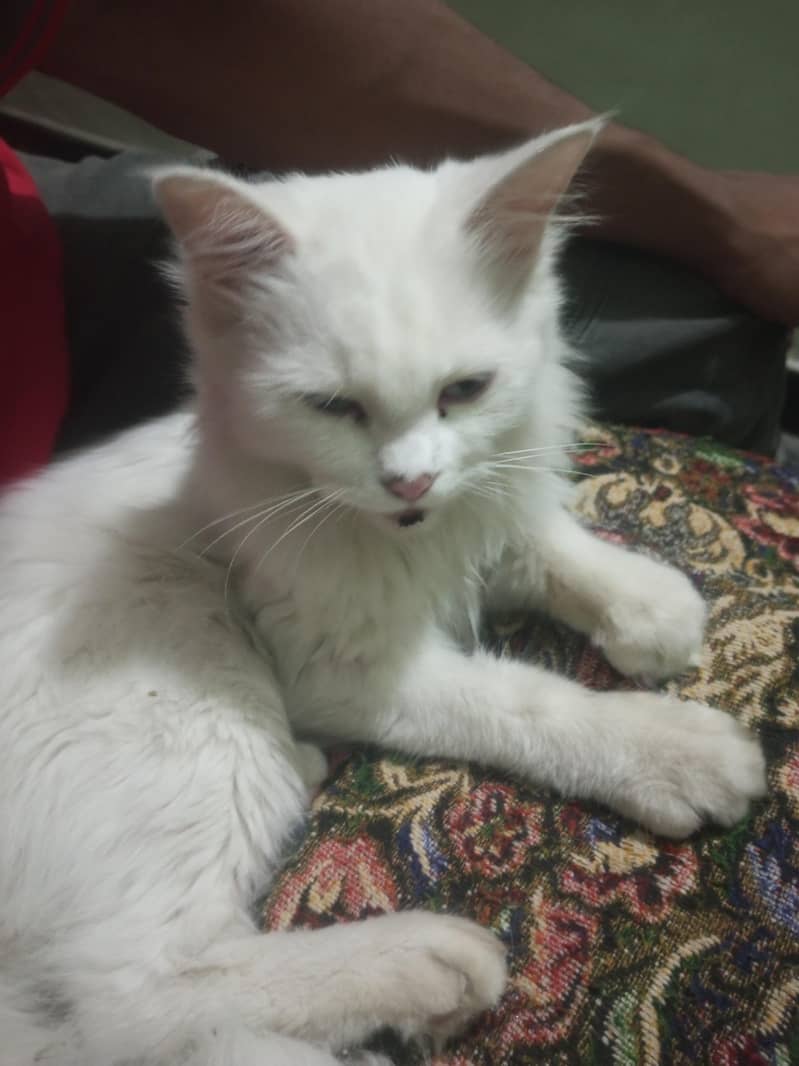perchian cat 0