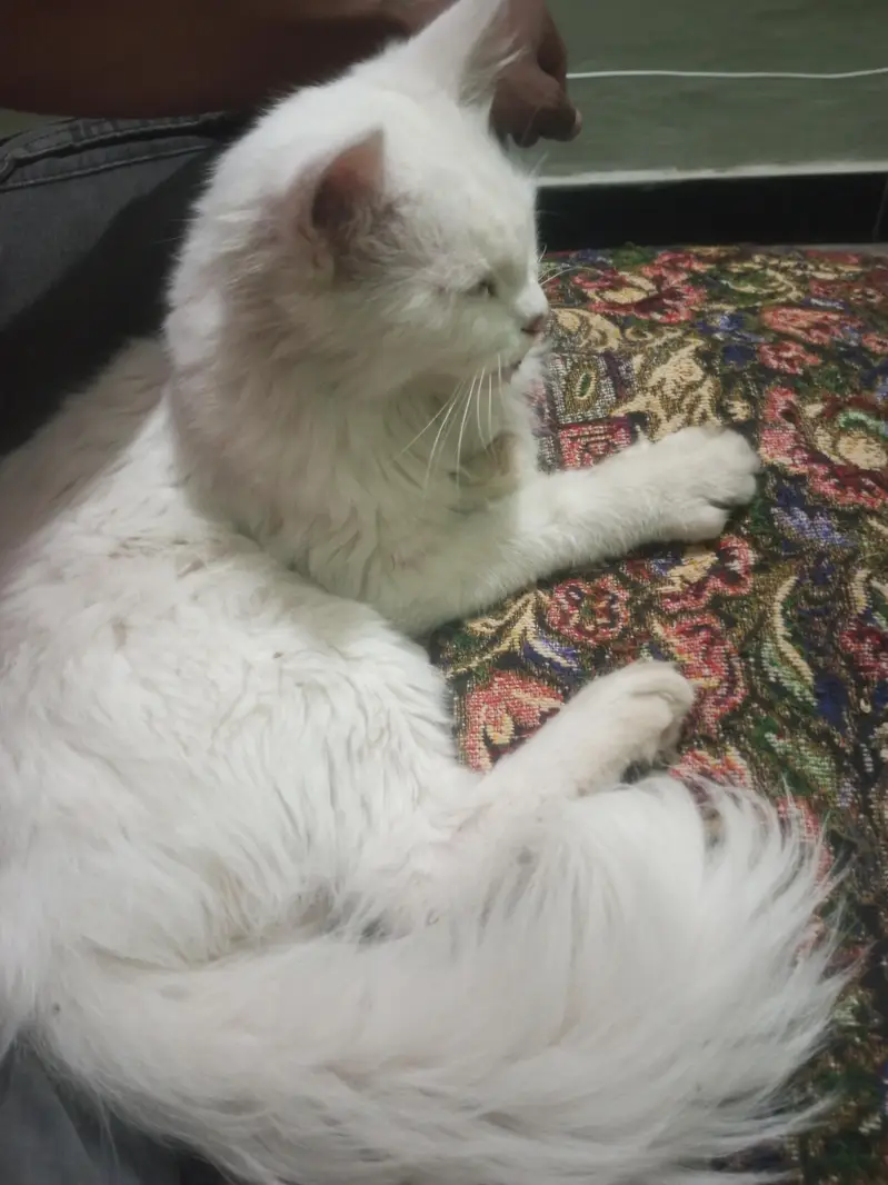 perchian cat — photo 2