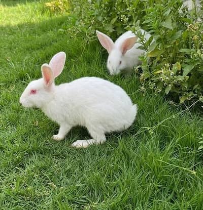 Newzland Red Eyes Pair Rabbit