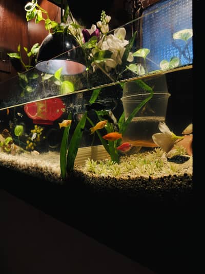 42x12 inch 5MM FISH AQUARIUM