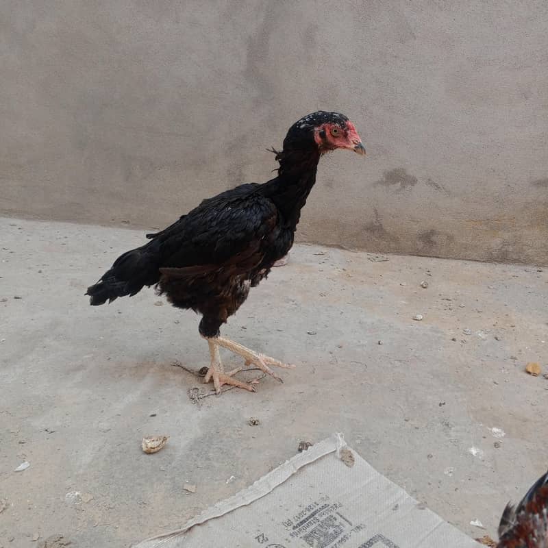 assel Sindhi 3