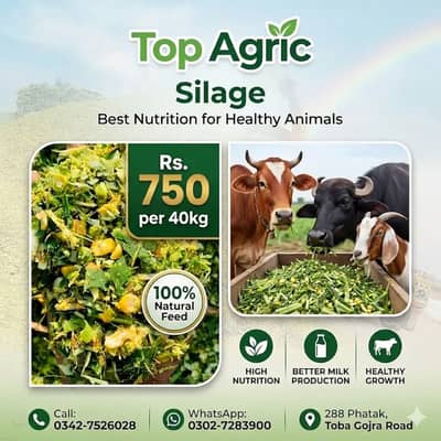 Corn Silage/ Silage for Sale/ Animal Feed/ Maki Silage Good Quality