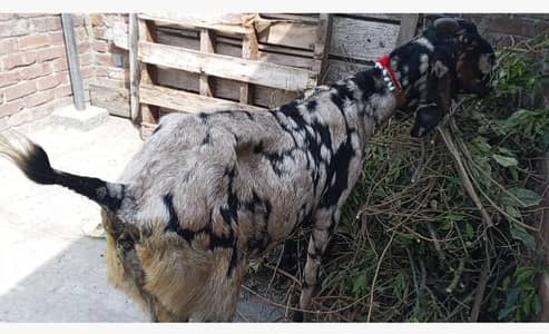 beetal nagri shera print bakri