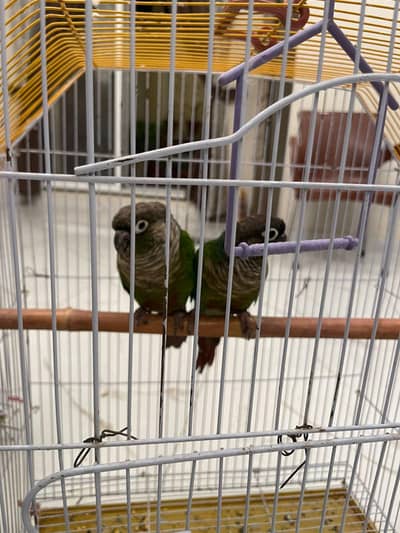 Green chek Conure Breeder pair
