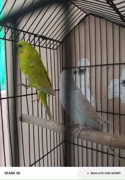 Australian Budgies