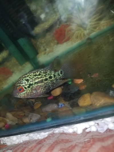 confirm male for sale in a good price