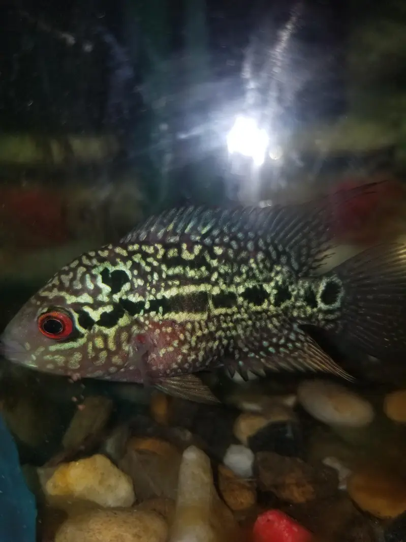 kamfa golden base femal egg laying for sale in good price — photo 3