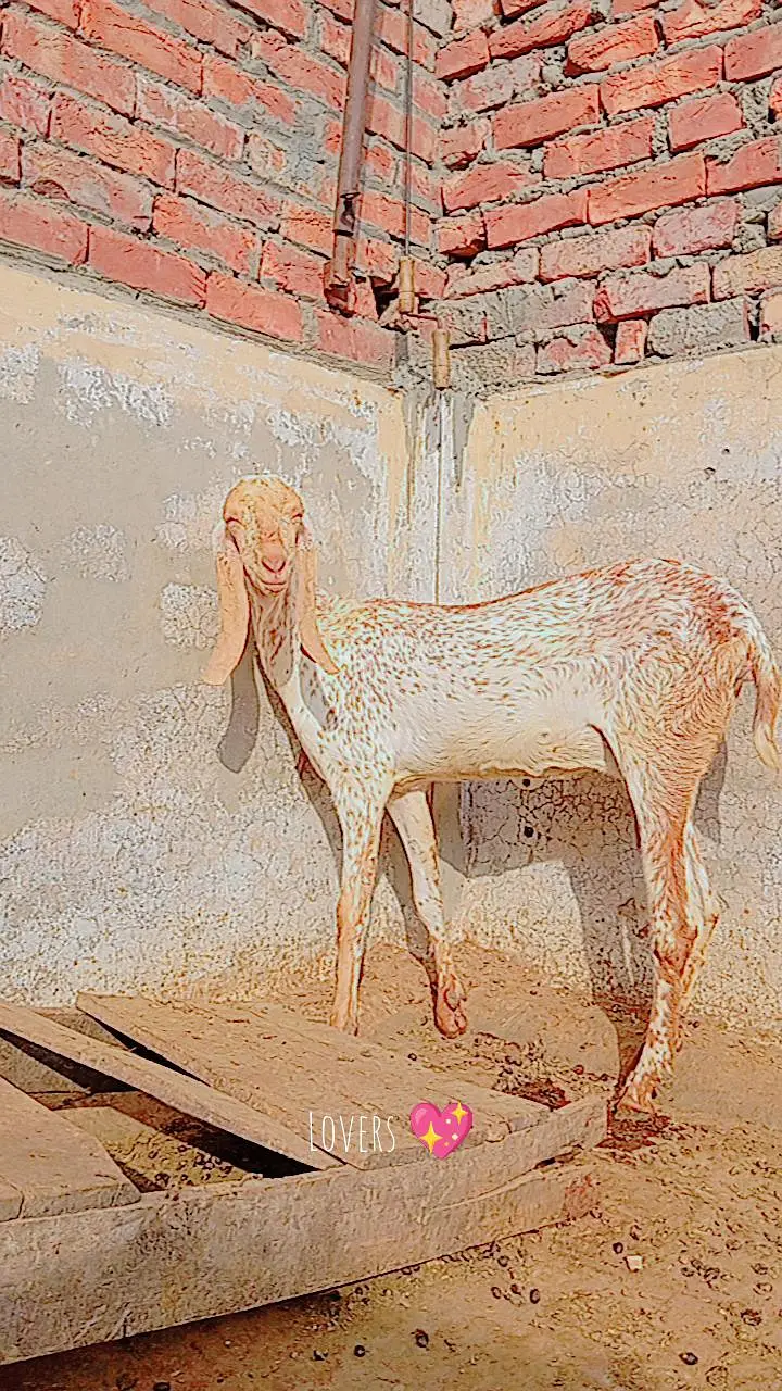 Pure makhi cheeni bakri with path — photo 2