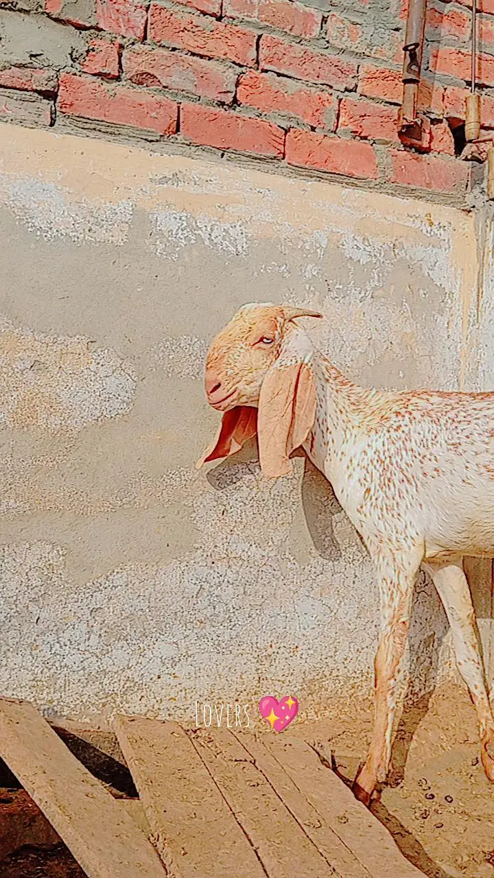 Pure makhi cheeni bakri with path — photo 3
