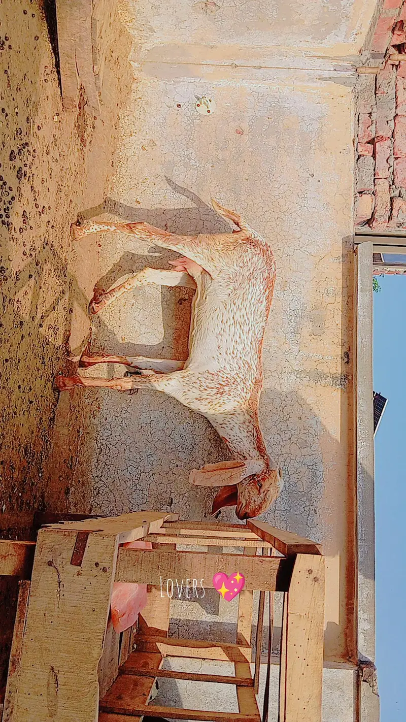 Pure makhi cheeni bakri with path — photo 5