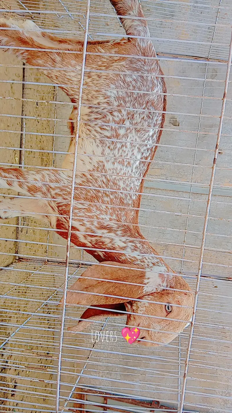 Pure makhi cheeni bakri with path — photo 7