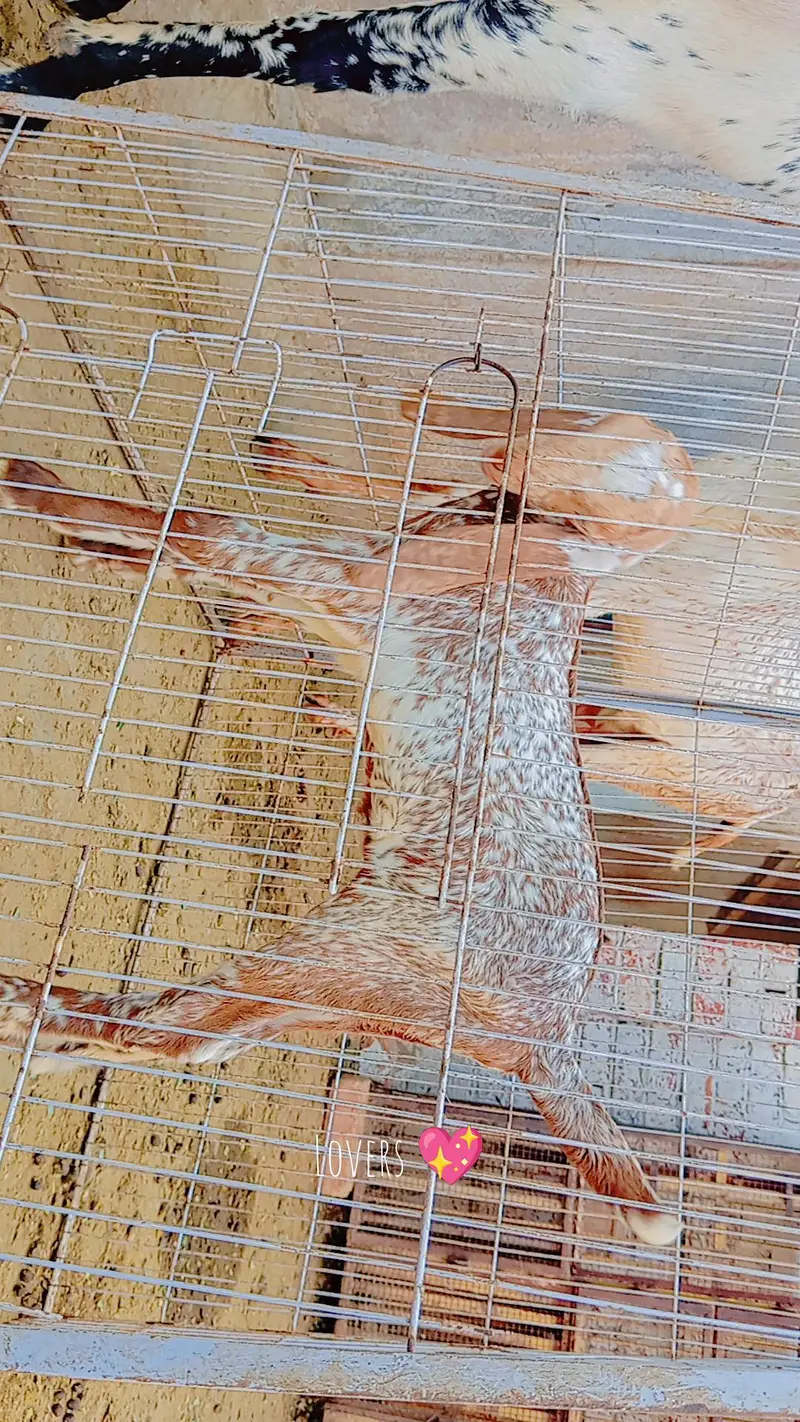 Pure makhi cheeni bakri with path — photo 8