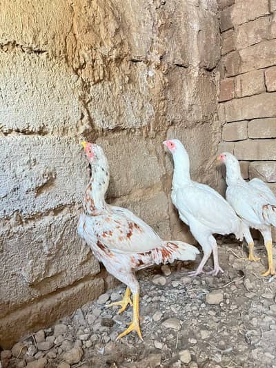 pure  high quality aseel hens home breed
