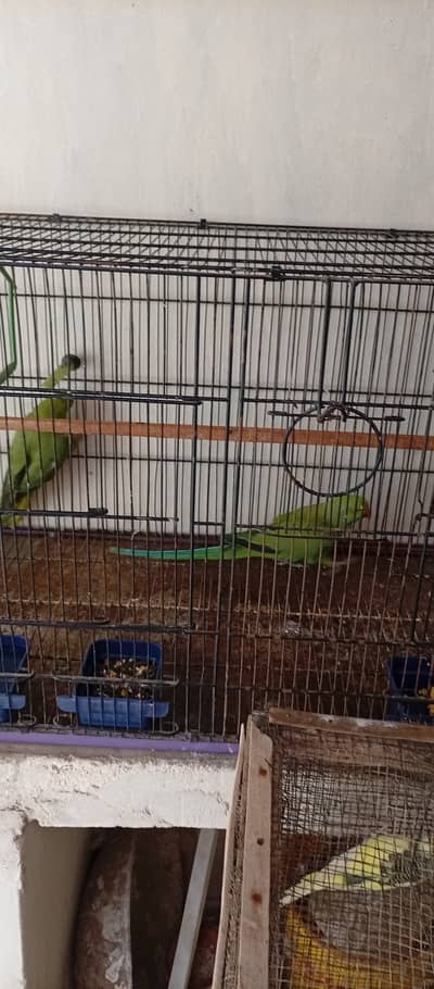 Healthy Australian Budgies  Pairs Available in Different C