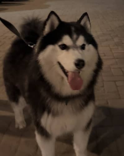 Husky Male Dog Microchipped Pedigree