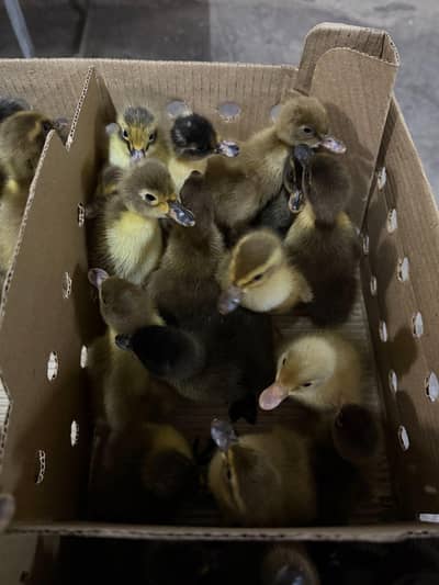 Khaki Campbell Duck Chick's