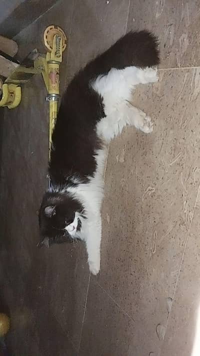 Stunning Persian Female with Full Black Kitten | Healthy & Trained