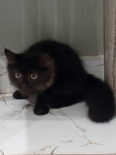 Stunning Persian Female with Full Black Kitten | Healthy & Trained
