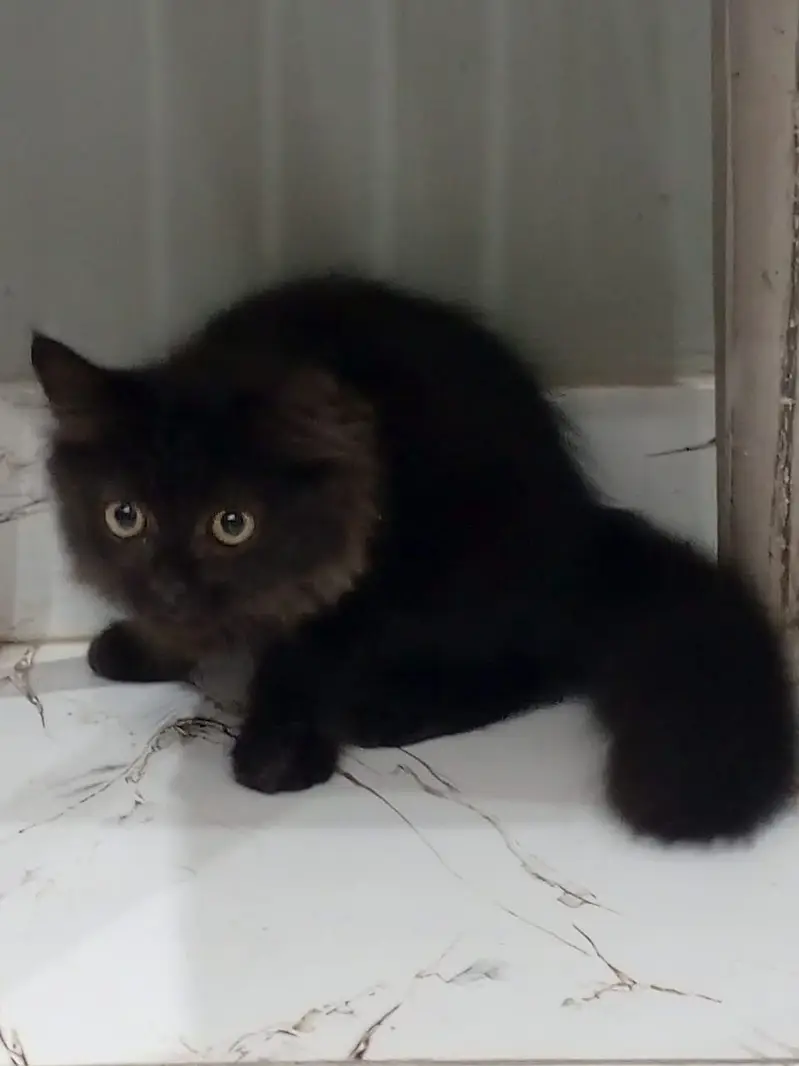 Stunning Persian Female with Full Black Kitten | Healthy & Trained — photo 2