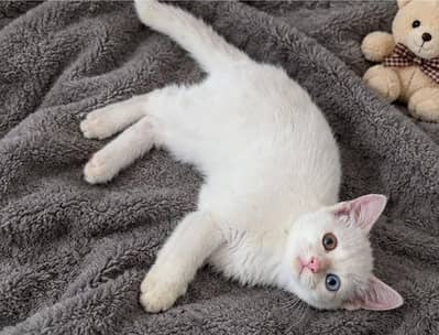 beautiful ODD eyes kitten double cotted