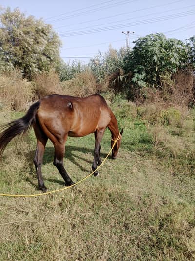 sale for female horse