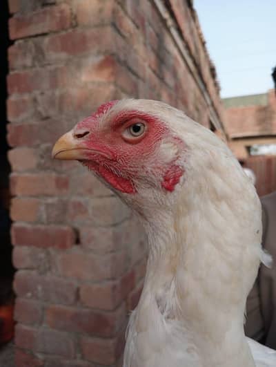 white o shamo urgent for sale