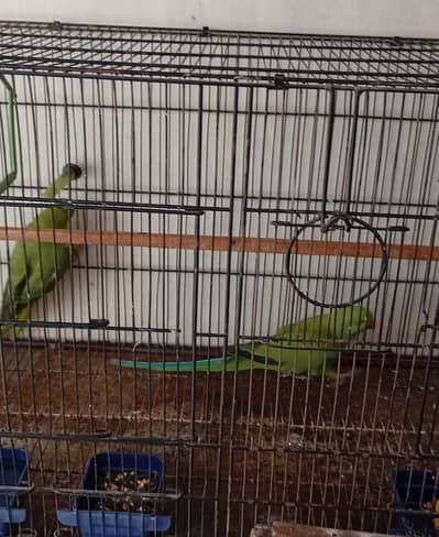 Healthy green ringneck and Australian Budgies  Pairs