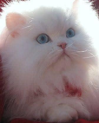 White Persian Kitten with Crystal Blue Eyes