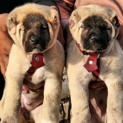 Kurdish kangal / security dog / king kurdish kangal puppies
