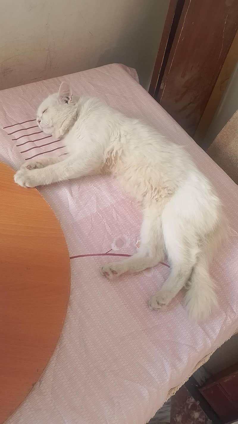 persian 0