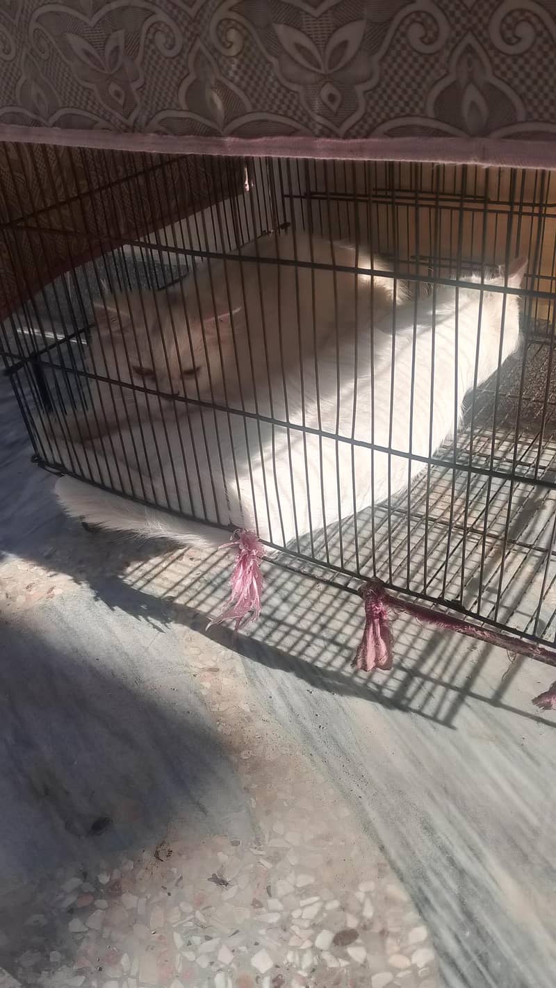 persian 1