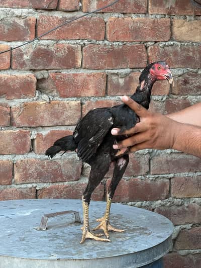 contact on WhatsApp 03035579828 pure panus or pakoye chicks home breed