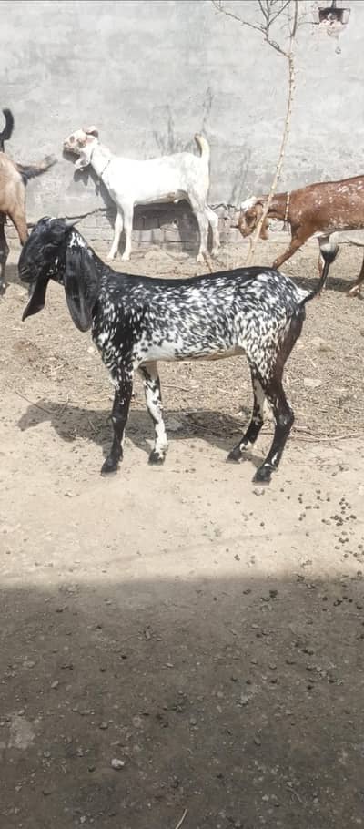 dasi bakri for sale         . . . . . . . . . . . . . .