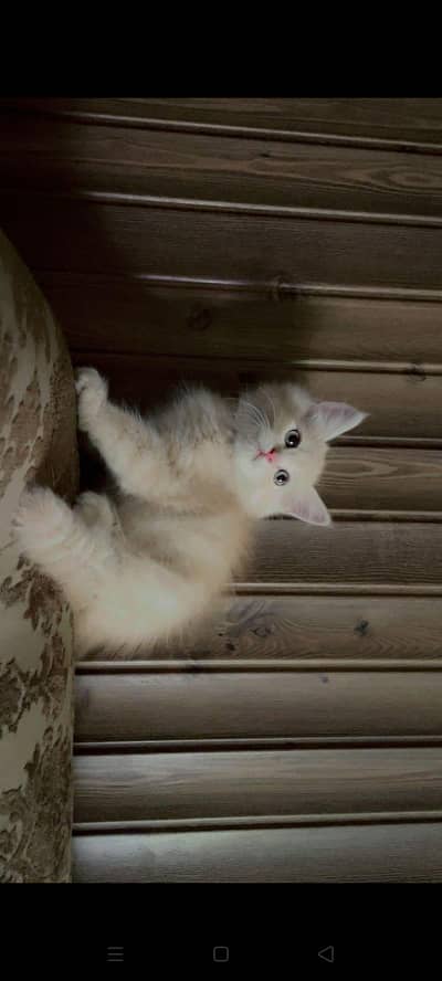 Persian Kitten